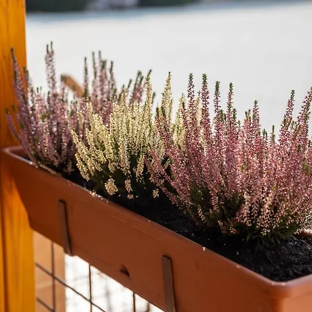 Betli Panzió Vendégház