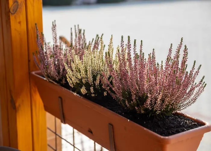 Betli Panzio Πανσιόν